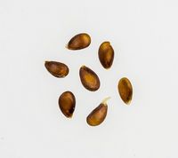 Torstein æblekerner